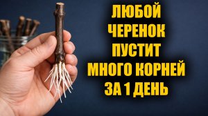 Как укоренить любой черенок за 1 день! Рабочий способ укоренения любых черенков