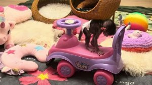 Николь не понимает что происходит? Вроде бы я на лугу, но цветочек сорвать не мону😃