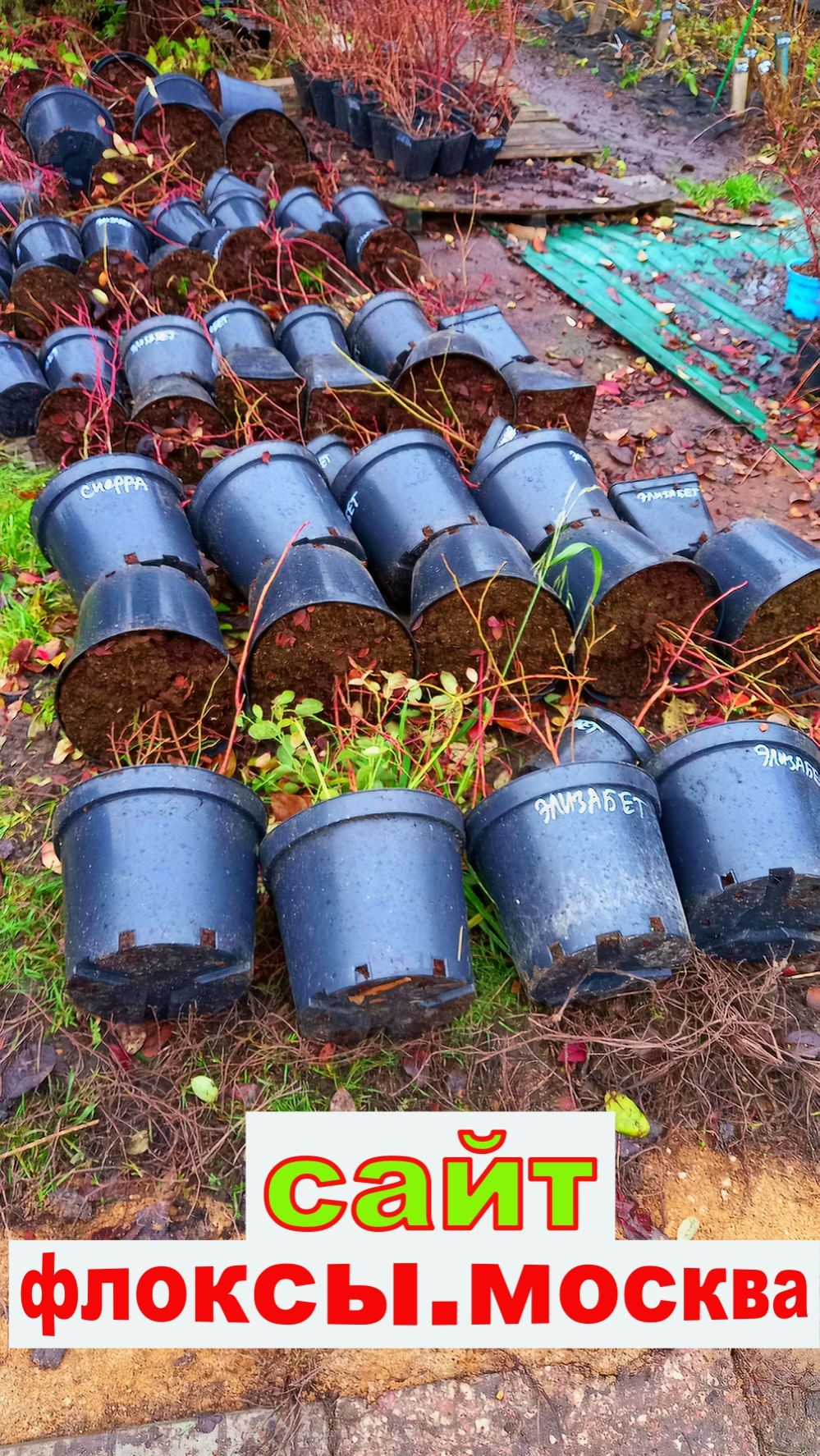 УКРЫТИЕ НА ЗИМУ САЖЕНЦЕВ ГОЛУБИКИ