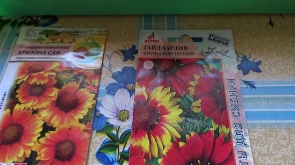 2208. Февральские посевы цветов. Гайлардия.