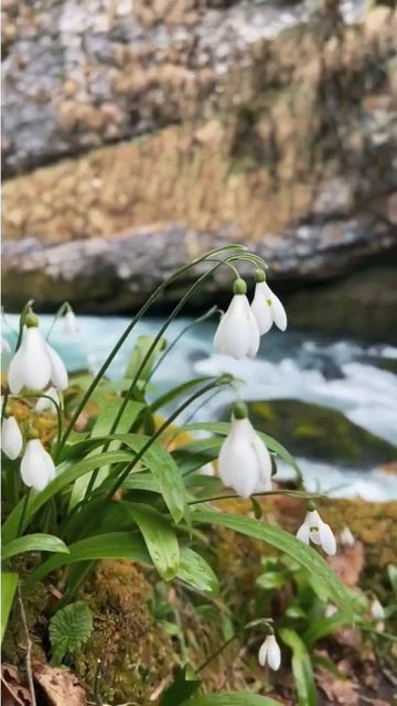В Абхазии зацвели подснежники (начало февраля, ЗИМА-2026) смотреть онлайн