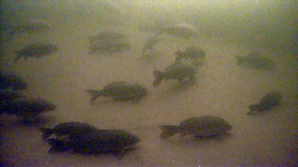 ЭТО ШОК! НАШЁЛ ЛОГОВО ОГРОМНЫХ ЧУДИЩ. РЫБАЛКА ЗИМОЙ С КАМЕРОЙ