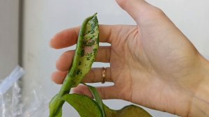 комнатные растения февраля 🪴🪴🪴🪴🪴🪴🪴🪴🪴🪴🪴🪴🪴🪴🪴🪴🪴🪴🪴🪴