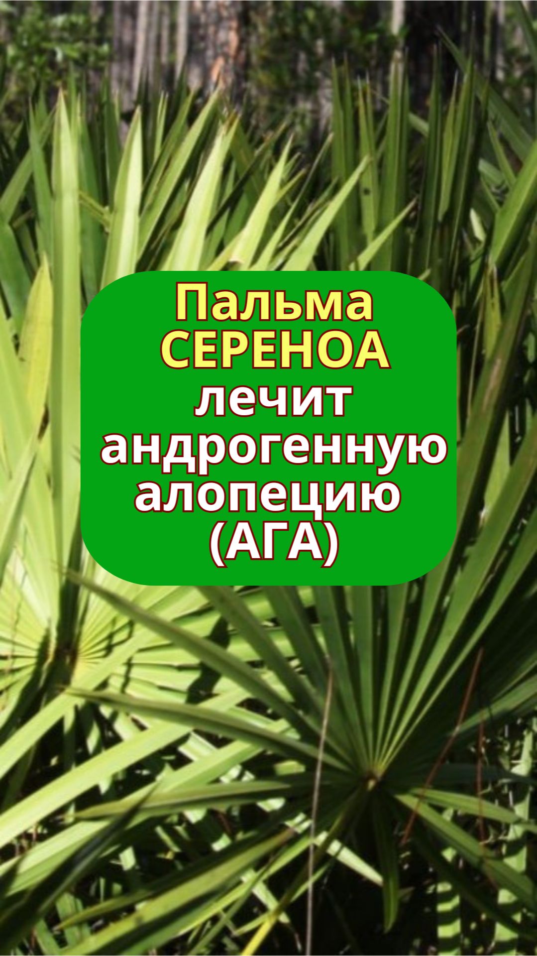 Пальма Сереноа при выпадении волос, АГА | alopecia.hair