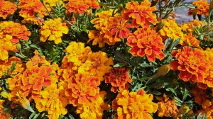 Бархатцы (Тагетес) – полное видео от посева до цветения