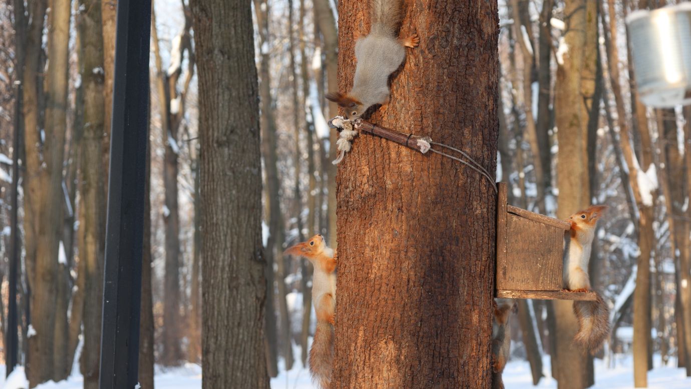 Много голодных белок. Зарисовка смотреть онлайн