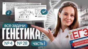 ВСЕ ЗАДАЧИ ПО ГЕНЕТИКЕ ЗА 4 ЧАСА | Как решать задачи? | ЕГЭ по биологии 2026 | Вероника Вавилова