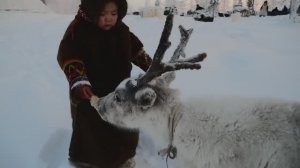 Как живет простая ненецкая семья на Ямале.