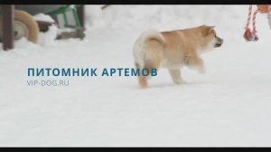 Щенки шиба-ину на продажу.