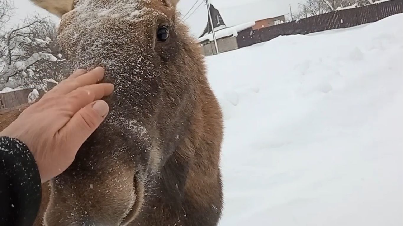 Лось. смотреть онлайн