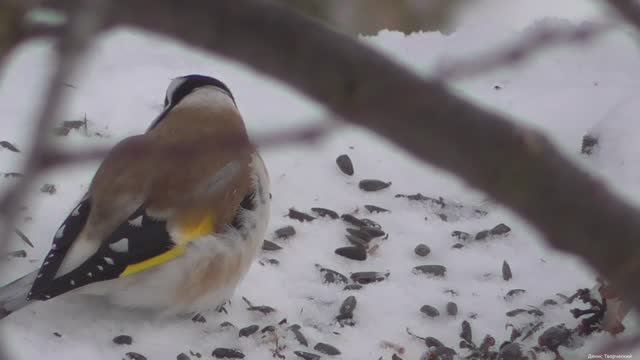 Первые щеглы на кормушке в этом году смотреть онлайн