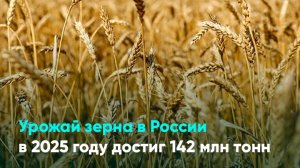 Урожай зерна в России в 2025 году достиг 142 млн тонн