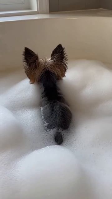 Пук 🤣 смотреть онлайн