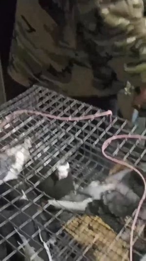 приём голубей