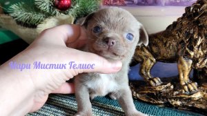 Оцените масштаб катастрофы 6 утра 06/02/26 #щенки_чихуахуа_продаю возраст 1,5 - 2,5 - 3,5 месяца