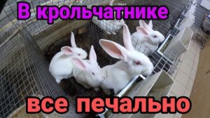 Проблемы КРОЛИКОВОДСТВА.