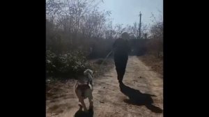 Ай да хаски!