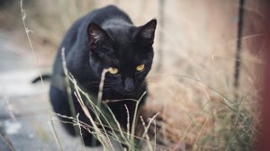 Бомбейская кошка