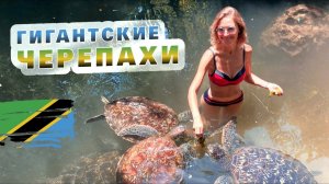 ЗАНЗИБАР. Сколько стоит искупаться с черепахами. Что посмотреть в Нунгви.