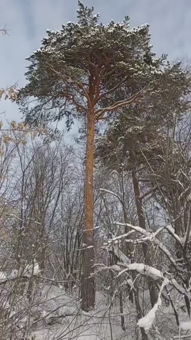Сонный берег Вятки зимой.