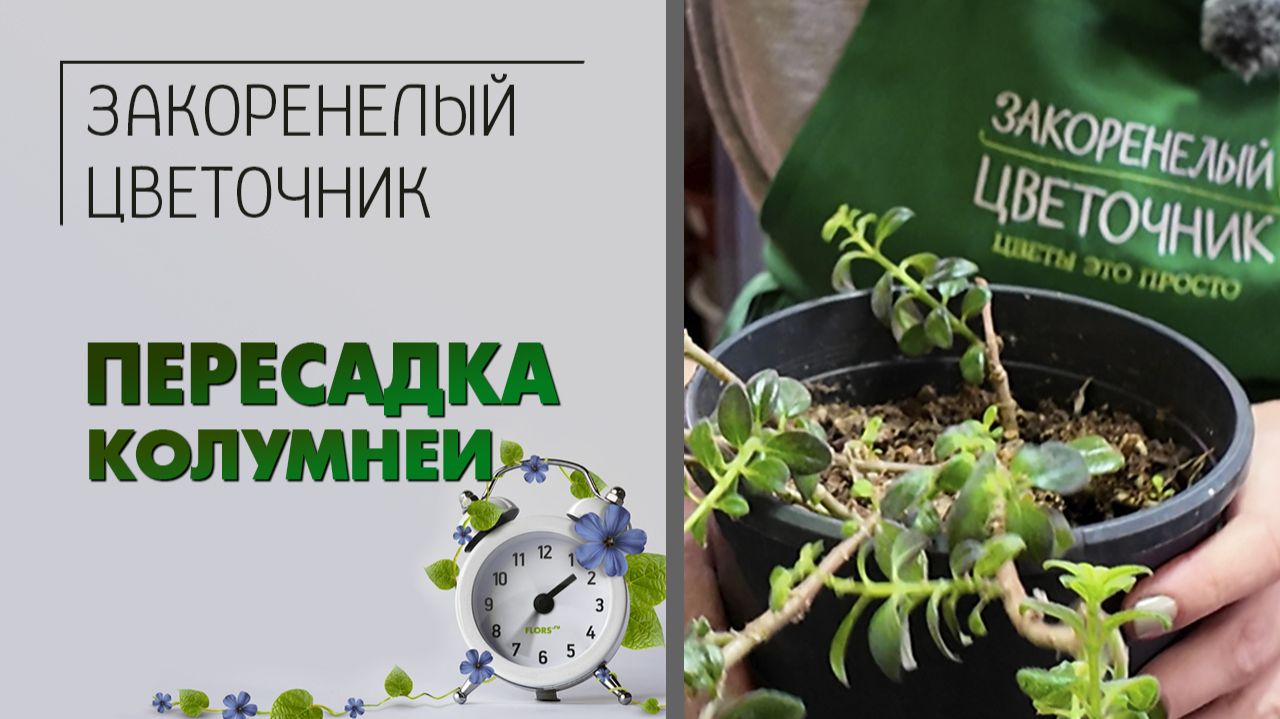 ПЕРЕСАДКА комнатного растения. Колумнея: как сделать за 15 минут пышное растение из одной ветки.