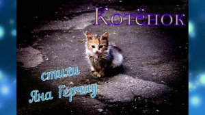 Котёнок (стихи Яна Герчиу) Будьте милосерднее к бездомышам,пожалуйста! Крик Души!💓 🐈 🐾