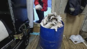 Засолка язя. Мокрый посол. Не колодка)