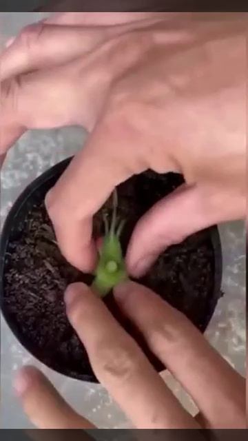 How to plant a rose смотреть онлайн