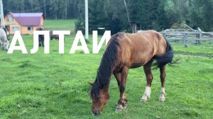 Алтай