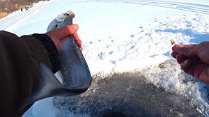 РЫБА САБЛЯ НА ГИРЛЯНДЫ!!! ЗИМНЯЯ РЫБАЛКА НА ЧЕХОНЬ