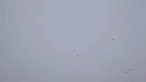 Групповая игра Агасиевских голубей