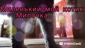 Мой миленький котик Милка реагирует на мяу
