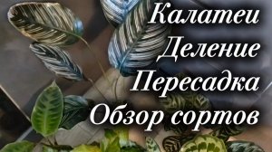 Калатеи | Обзор сортов | Деление | Пересадка в минеральный грунт на фитиль