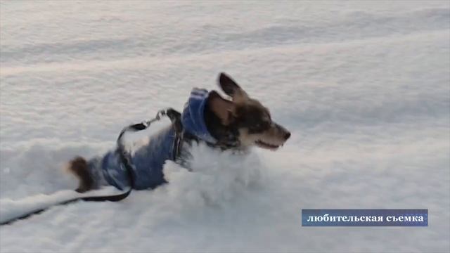 Бешенство 2026 смотреть онлайн