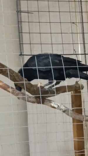 Вокальные упражнения ворона Марса.