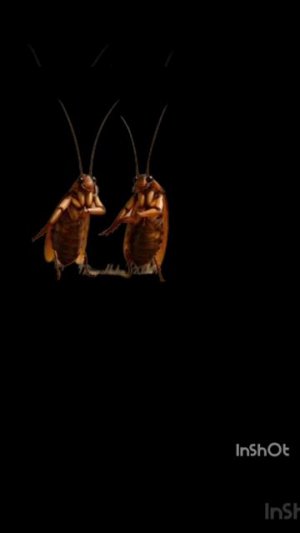 SuperSofi ЗАМЕЕТЬ