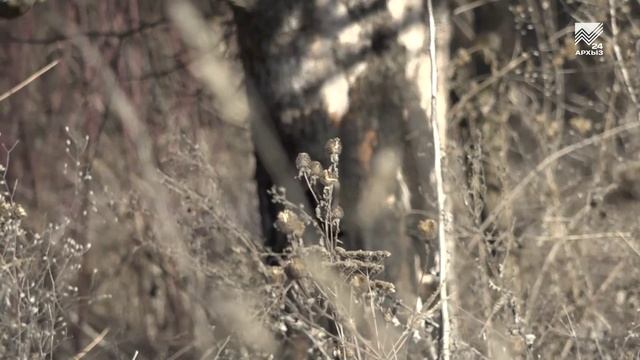 Егеря Карачаево-Черкесии подкармливают диких зверей в зимнем лесу смотреть онлайн