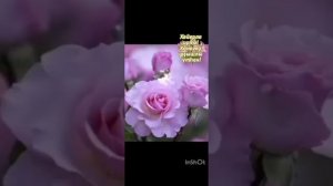 1000017346.mp4