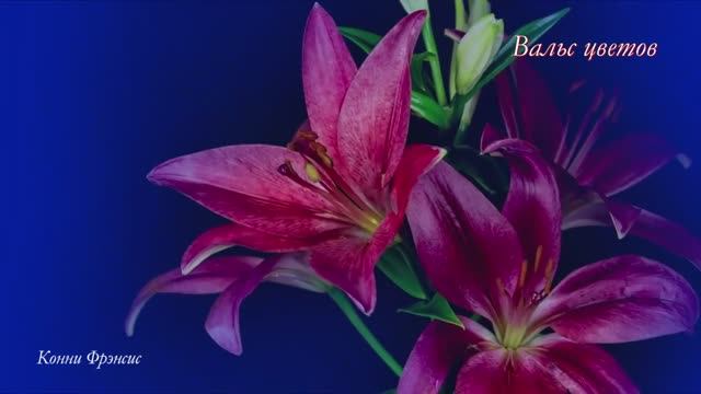 Вальс.цветов смотреть онлайн