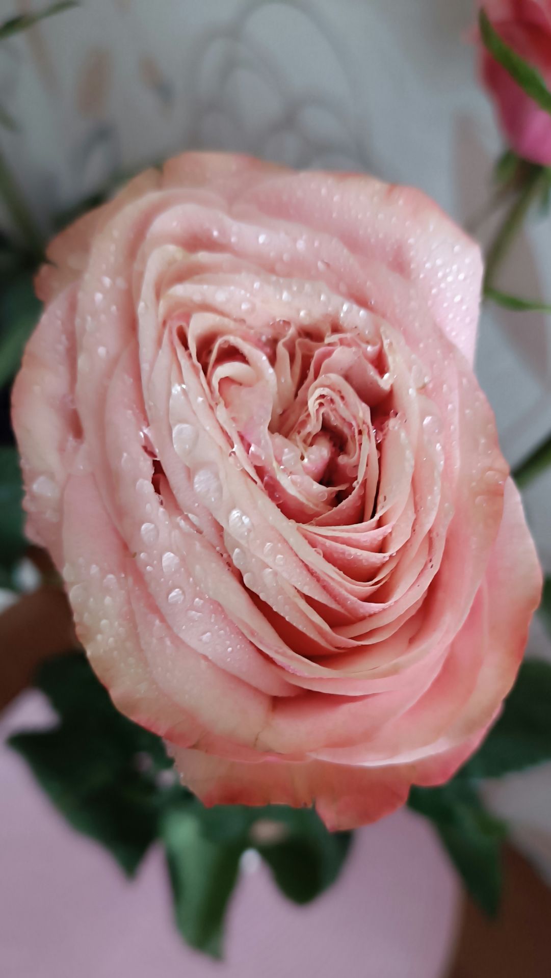 Цветы для души 🌺🌹🌸💮🌷☘️