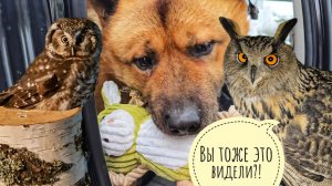 Сова Ёль исчезнула свой ужин. Псу Кубику купили коровку. Сыч Кроша красиво влетела за мышом