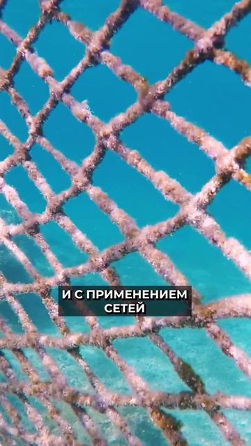 🤔 Какие снасти для рыбалки запрещены в России смотреть онлайн