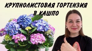 ПОСАДКА КРУПНОЛИСТОВОЙ ГОРТЕНЗИИ В КАШПО