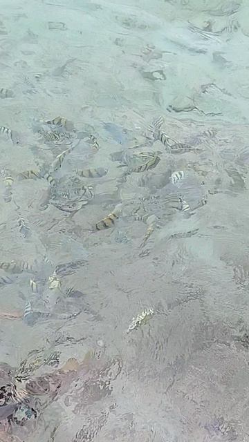 Куба Карибское море Подводный мир Снорклинг Экскурсия