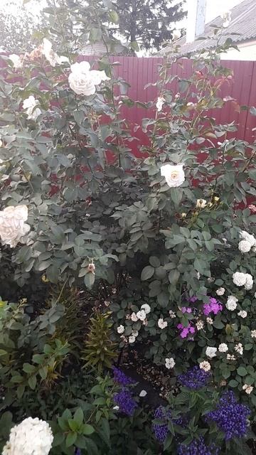 Роза Аспирин. смотреть онлайн