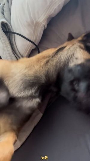 Прикольные смешные собаки