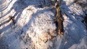 Лесной хутор/Что я буду делать, когда придет старость. Кузька лучше чем трактор. Будни дровосека.