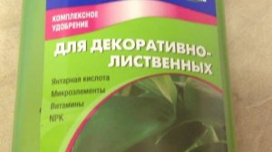 Сажаем и выращиваем петунью. Какой же способ лучше