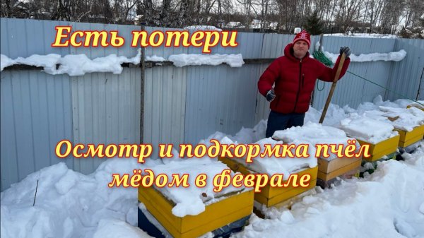Осмотр и подкормка пчёл мёдом. Есть потери. 06.02.2026г.