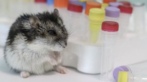 Болезни хомяков🐹 Часть 3.